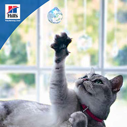 GI 바이옴 반려묘 테이크어웨이