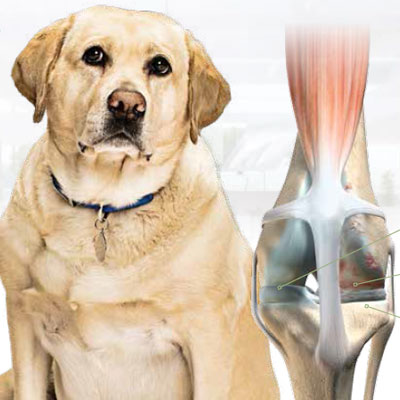 Metabolic Plus Laminate – Is Your Pet At Risk?