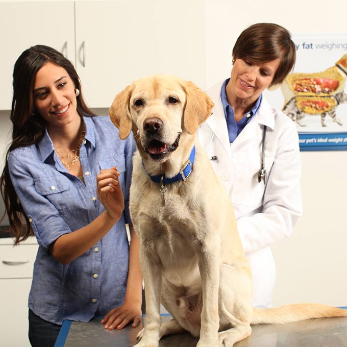 수의학과 취업기회